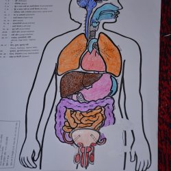internal organs 22